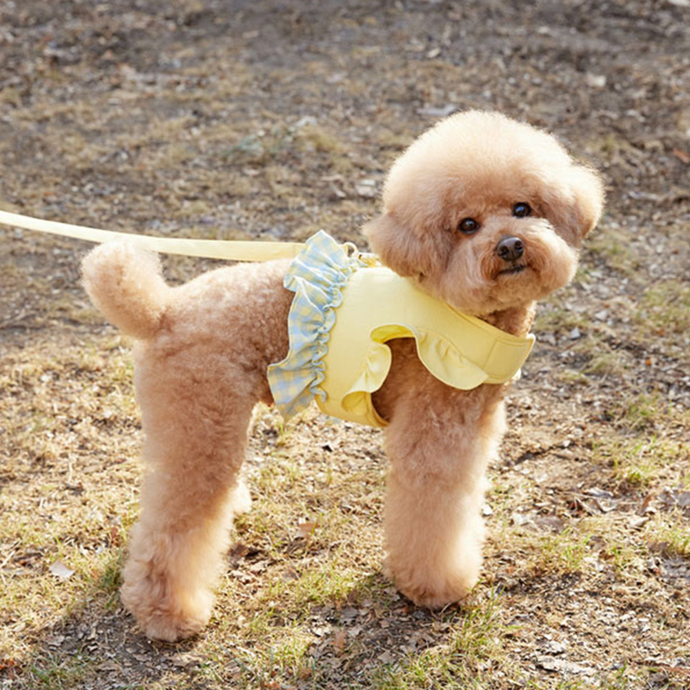 Dog Color Contrast Traction Ro - Lace Teddy Lingerie 리뷰 및 가격