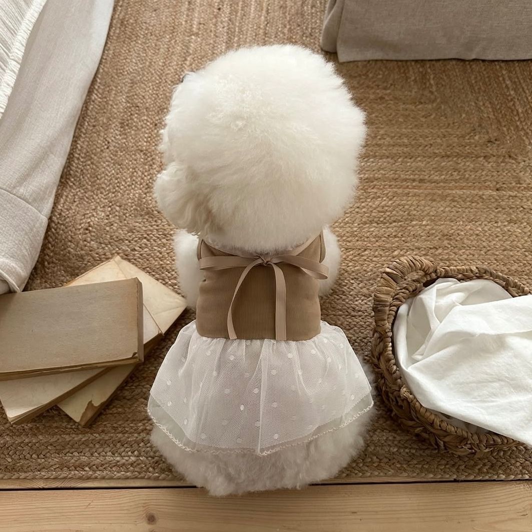 Spring and Summer Pet Lace Cam - Lace Teddy Lingerie 리뷰 및 가격