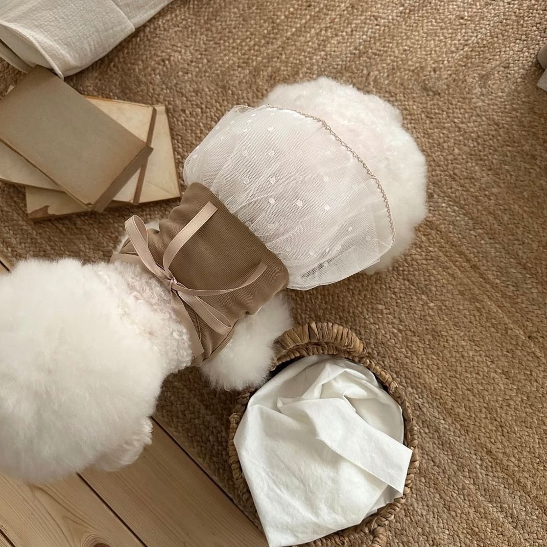 Spring and Summer Pet Lace Cam - Lace Teddy Lingerie 리뷰 및 가격